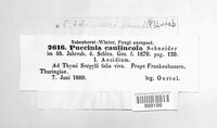 Puccinia caulincola image